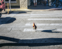 a rooster's tale a rooster's tale