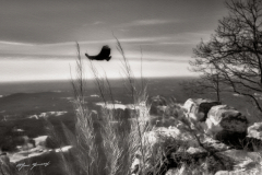 eagle's nest